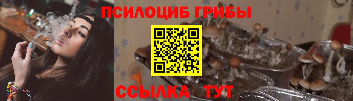 Псилоцибиновые грибы Psilocybine cubensis Усть-Илимск